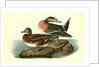 American Widgeon by John James Audubon