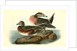 American Widgeon by John James Audubon