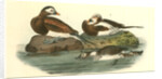 Long-tailed Duck by John James Audubon
