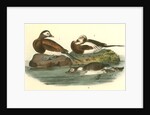 Long-tailed Duck by John James Audubon
