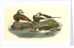 Long-tailed Duck by John James Audubon