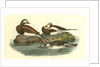 Long-tailed Duck by John James Audubon