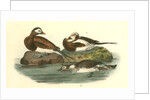 Long-tailed Duck by John James Audubon
