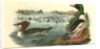 Buff-breasted Merganter [Merganser]. - Goosander by John James Audubon