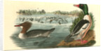 Buff-breasted Merganter [Merganser]. - Goosander by John James Audubon