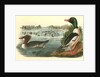 Buff-breasted Merganter [Merganser]. - Goosander by John James Audubon