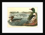 Buff-breasted Merganter [Merganser]. - Goosander by John James Audubon