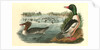 Buff-breasted Merganter [Merganser]. - Goosander by John James Audubon