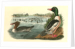 Buff-breasted Merganter [Merganser]. - Goosander by John James Audubon