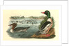 Buff-breasted Merganter [Merganser]. - Goosander by John James Audubon