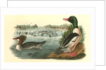 Buff-breasted Merganter [Merganser]. - Goosander by John James Audubon