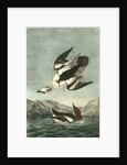 White Merganser Smew. White Nun by John James Audubon
