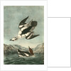 White Merganser Smew. White Nun by John James Audubon