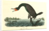 Florida Cormorant. Male by John James Audubon