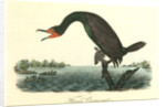 Florida Cormorant. Male by John James Audubon