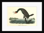 Florida Cormorant. Male by John James Audubon
