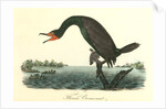 Florida Cormorant. Male by John James Audubon