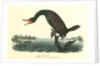 Florida Cormorant. Male by John James Audubon