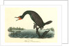 Florida Cormorant. Male by John James Audubon