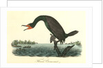 Florida Cormorant. Male by John James Audubon