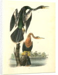American Anhinga Snake Bird by John James Audubon
