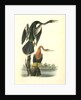 American Anhinga Snake Bird by John James Audubon