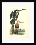 American Anhinga Snake Bird by John James Audubon