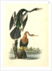American Anhinga Snake Bird by John James Audubon