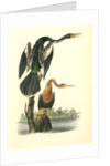 American Anhinga Snake Bird by John James Audubon