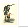 American Anhinga Snake Bird by John James Audubon