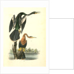 American Anhinga Snake Bird by John James Audubon