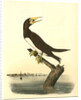Booby Gannet. Male by John James Audubon