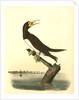 Booby Gannet. Male by John James Audubon
