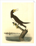 Booby Gannet. Male by John James Audubon