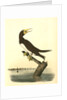Booby Gannet. Male by John James Audubon