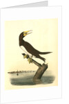Booby Gannet. Male by John James Audubon