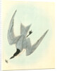 Gull-billed Tern. Marsh Tern. Male by John James Audubon