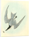 Gull-billed Tern. Marsh Tern. Male by John James Audubon