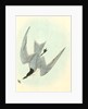 Gull-billed Tern. Marsh Tern. Male by John James Audubon