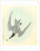 Gull-billed Tern. Marsh Tern. Male by John James Audubon