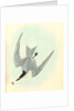 Gull-billed Tern. Marsh Tern. Male by John James Audubon