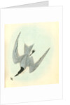 Gull-billed Tern. Marsh Tern. Male by John James Audubon