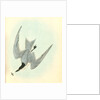 Gull-billed Tern. Marsh Tern. Male by John James Audubon