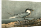 Sandwich Tern. Adult by John James Audubon