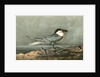 Sandwich Tern. Adult by John James Audubon