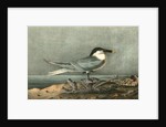 Sandwich Tern. Adult by John James Audubon