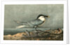 Sandwich Tern. Adult by John James Audubon