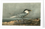 Sandwich Tern. Adult by John James Audubon