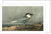 Sandwich Tern. Adult by John James Audubon