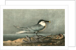 Sandwich Tern. Adult by John James Audubon